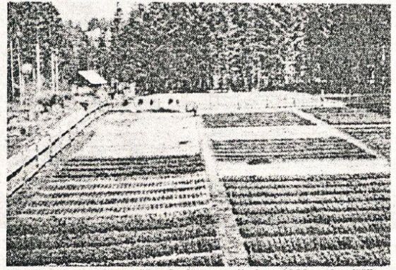 Drevesnica Kopišče 1930 - Korporacija Kamnik